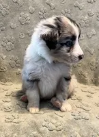 Maverick   AKC, a male Australian Shepherd for sale in Roodhouse, IL – Photo 3 of 8