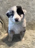 Maverick   AKC, a male Australian Shepherd for sale in Roodhouse, IL – Photo 2 of 8