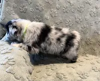 Maverick   AKC, a male Australian Shepherd for sale in Roodhouse, IL – Photo 7 of 8