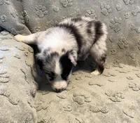 Maverick   AKC, a male Australian Shepherd for sale in Roodhouse, IL – Photo 4 of 8