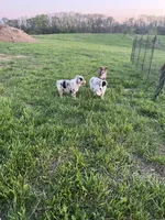 Maverick   AKC   BMM, a male Australian Shepherd for sale in Roodhouse, IL – Photo 3 of 6