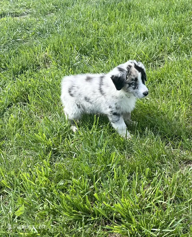 Maverick   AKC   BMM – Australian Shepherd puppy for sale in Roodhouse, IL