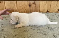 Chipper, a male Coton de Tulear for sale in Roodhouse, IL – 4 of 9