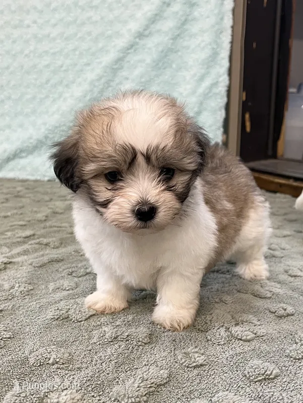 Mocha  – Coton de Tulear puppy for sale in Roodhouse, IL