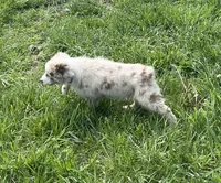 Turbo  AKC   RMM, a male Australian Shepherd for sale in Roodhouse, IL – Photo 3 of 10