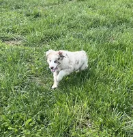 Turbo  AKC   RMM, a male Australian Shepherd for sale in Roodhouse, IL – Photo 4 of 10