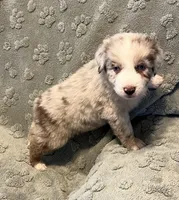 Turbo  AKC, a male Australian Shepherd for sale in Roodhouse, IL – Photo 1 of 7