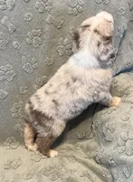 Turbo  AKC, a male Australian Shepherd for sale in Roodhouse, IL – Photo 6 of 7