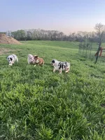 Turbo  AKC   RMM, a male Australian Shepherd for sale in Roodhouse, IL – Photo 9 of 10