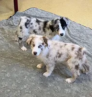 Turbo  AKC   RMM, a male Australian Shepherd for sale in Roodhouse, IL – 9 of 10