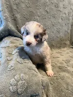 Turbo  AKC, a male Australian Shepherd for sale in Roodhouse, IL – Photo 4 of 7