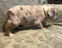 Turbo  AKC, a male Australian Shepherd for sale in Roodhouse, IL – Photo 5 of 7