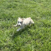 Turbo  AKC   RMM, a male Australian Shepherd for sale in Roodhouse, IL – Photo 8 of 10