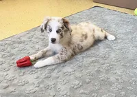 Turbo  AKC   RMM, a male Australian Shepherd for sale in Roodhouse, IL – 6 of 10