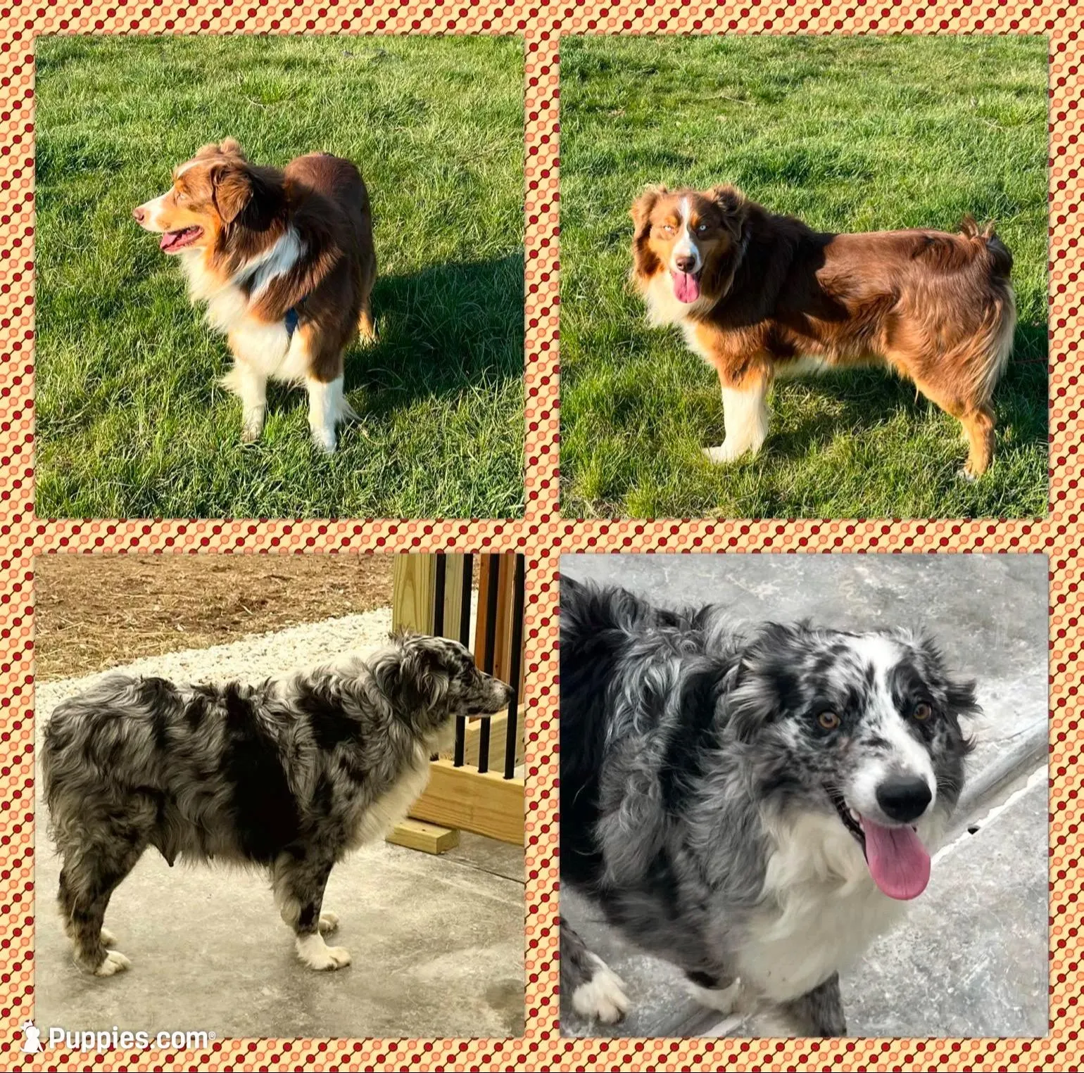Turbo  AKC   RMM, a male Australian Shepherd for sale in Roodhouse, IL – 8 of 10