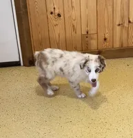 Turbo  AKC   RMM, a male Australian Shepherd for sale in Roodhouse, IL – 4 of 10