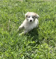 Turbo  AKC   RMM, a male Australian Shepherd for sale in Roodhouse, IL – Photo 2 of 10