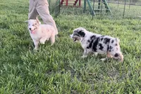 Turbo  AKC   RMM, a male Australian Shepherd for sale in Roodhouse, IL – Photo 5 of 10