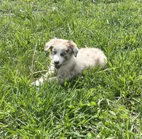 Turbo  AKC   RMM, a male Australian Shepherd for sale in Roodhouse, IL – Photo 6 of 10