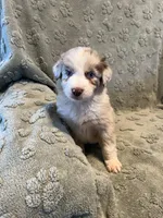 Turbo  AKC, a male Australian Shepherd for sale in Roodhouse, IL – Photo 3 of 7