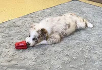 Turbo  AKC   RMM, a male Australian Shepherd for sale in Roodhouse, IL – 5 of 10