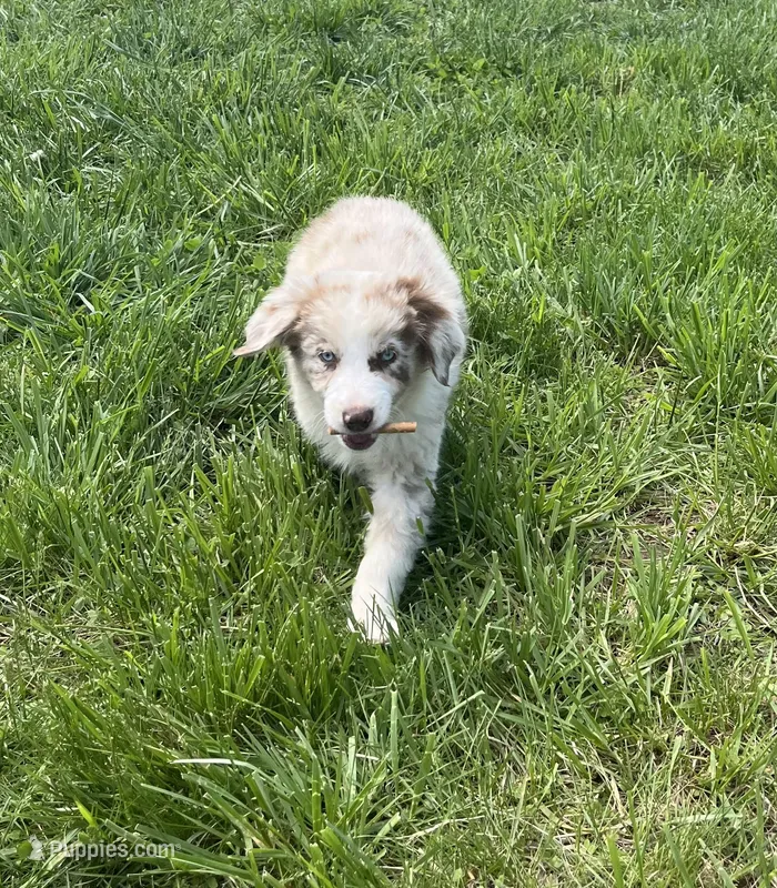 Turbo  AKC   RMM – Australian Shepherd puppy for sale in Roodhouse, IL