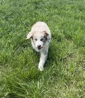 Turbo  AKC   RMM, a male Australian Shepherd for sale in Roodhouse, IL – Photo 1 of 10