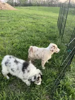 Turbo  AKC   RMM, a male Australian Shepherd for sale in Roodhouse, IL – Photo 7 of 10