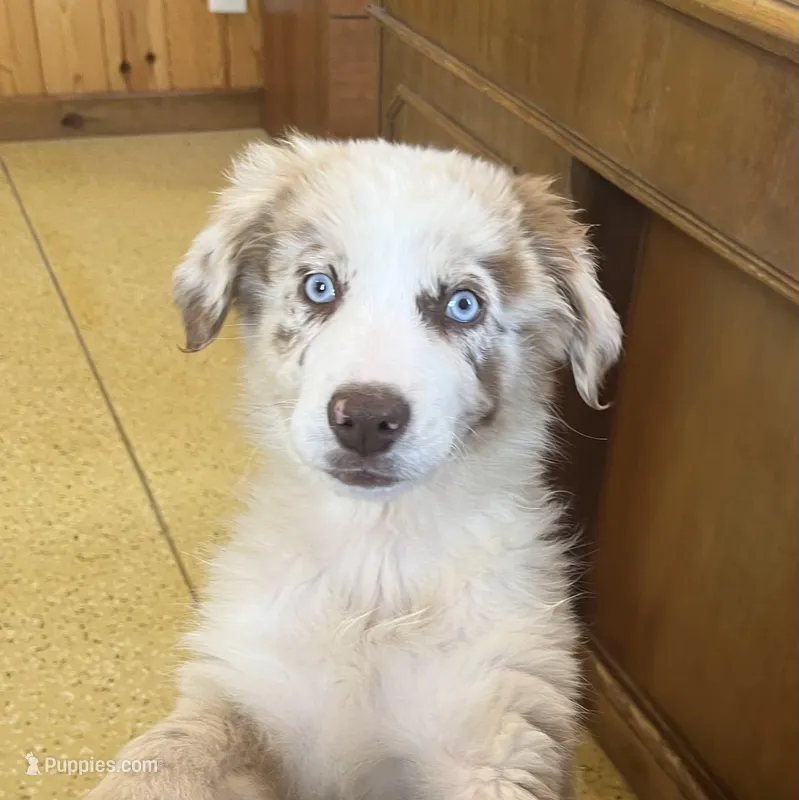 Turbo  AKC   RMM – Australian Shepherd puppy for sale in Roodhouse, IL