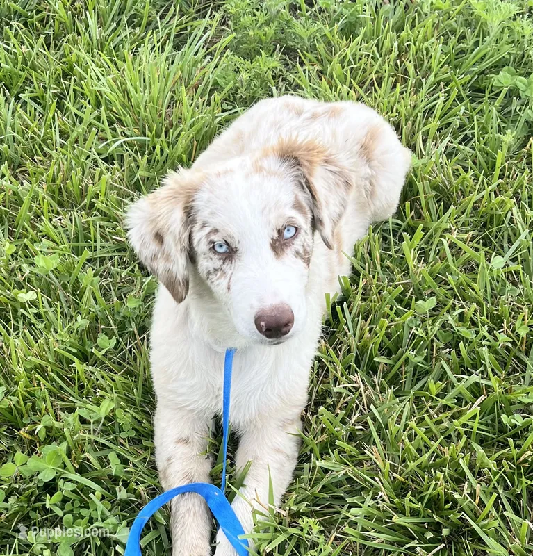 Turbo  AKC   RMM – Australian Shepherd puppy for sale in Roodhouse, IL