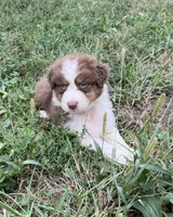 Curlie, a male Australian Shepherd for sale in Roodhouse, IL – 2 of 6