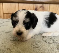 Bugle, a male Coton de Tulear for sale in Roodhouse, IL – 6 of 8