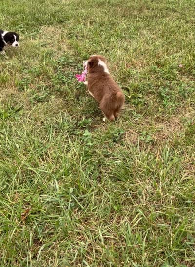 Pete, a male Australian Shepherd for sale in Roodhouse, IL – 6 of 8