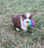 Cutie , a female Australian Shepherd for sale in Roodhouse, IL – 3 of 10