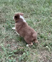 Pete, a male Australian Shepherd for sale in Roodhouse, IL – 4 of 8