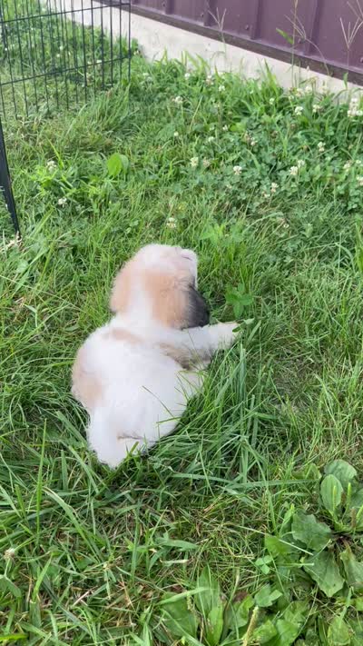 Latte , a male Coton de Tulear for sale in Roodhouse, IL – 9 of 10