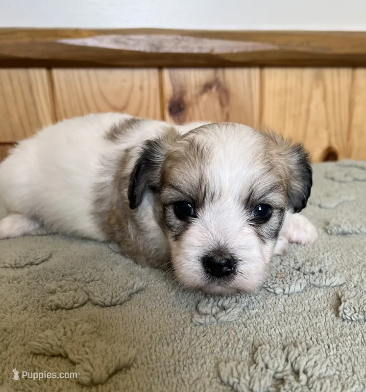 Latte  – Coton de Tulear puppy for sale in Roodhouse, IL