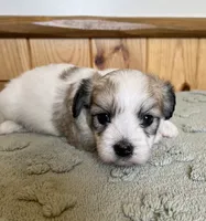 Latte , a male Coton de Tulear for sale in Roodhouse, IL – 1 of 10
