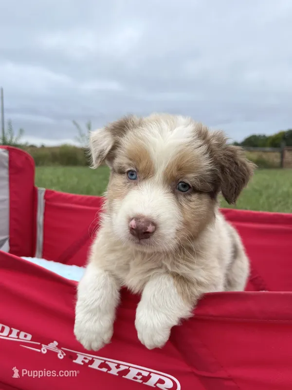 Tyler – Australian Shepherd puppy for sale in Roodhouse, IL