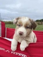 Tyler, a male Australian Shepherd for sale in Roodhouse, IL – 1 of 10