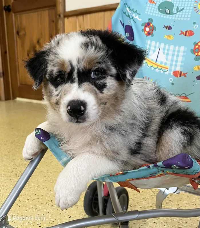 Wade – Australian Shepherd puppy for sale in Roodhouse, IL