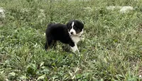 Tracy, a female Australian Shepherd for sale in Roodhouse, IL – 2 of 9
