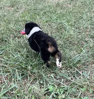 Tracy, a female Australian Shepherd for sale in Roodhouse, IL – 4 of 9