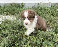 Curlie, a male Australian Shepherd for sale in Roodhouse, IL – 5 of 6