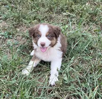 Chubbie, a female Australian Shepherd for sale in Roodhouse, IL – 8 of 9