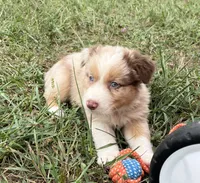 Tyler, a male Australian Shepherd for sale in Roodhouse, IL – 2 of 10