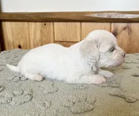 Chipper, a male Coton de Tulear for sale in Roodhouse, IL – 5 of 9