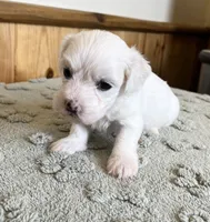 Chipper, a male Coton de Tulear for sale in Roodhouse, IL – 3 of 9