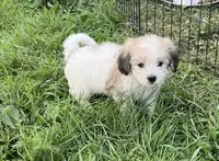Latte , a male Coton de Tulear for sale in Roodhouse, IL – 1 of 10