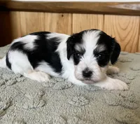 Bugle, a male Coton de Tulear for sale in Roodhouse, IL – 1 of 8